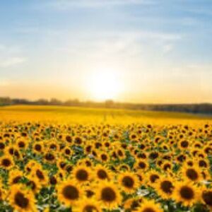 Meet your Posher, LovelySun